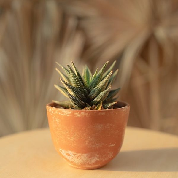 Matte Concrete Planter
