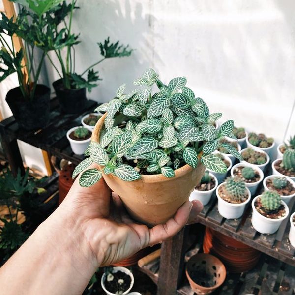 Hand-Cast Concrete Small (4 Inch) Self-Watering Planter