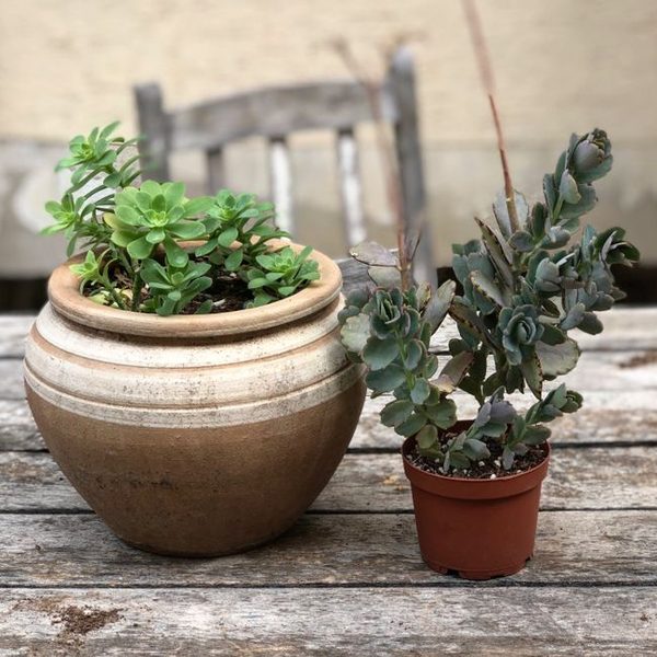 Glazed Hanging Planter