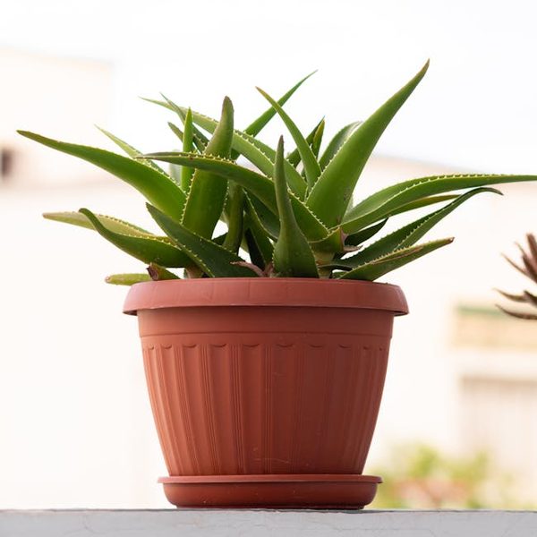 Glazed Large (10 Inch) Terracotta Pot