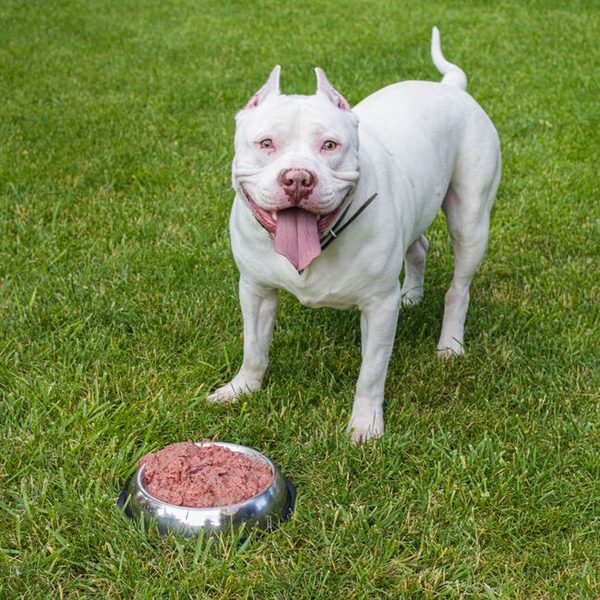 Hand-Painted Dog Bandana Set